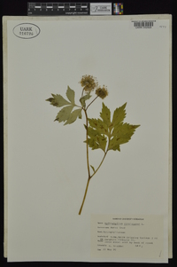 Hydrophyllum virginianum image