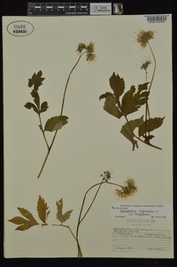 Hydrophyllum virginianum image