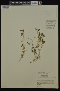 Nemophila aphylla image