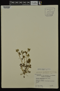 Nemophila aphylla image