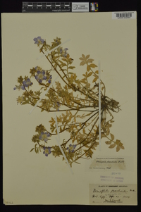 Nemophila phacelioides image