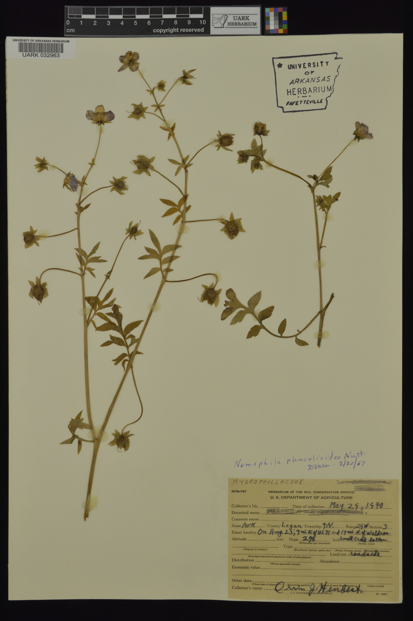 Nemophila phacelioides image