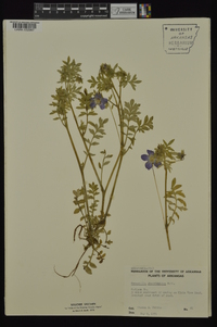 Nemophila phacelioides image