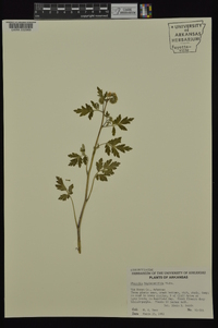 Phacelia bipinnatifida image