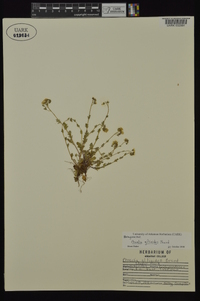 Phacelia gilioides image