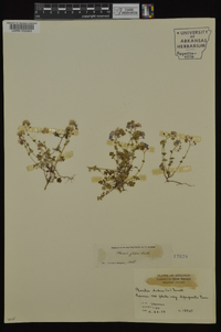 Phacelia glabra image