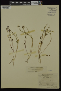 Phacelia glabra image