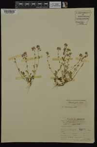 Phacelia glabra image