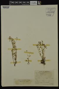 Phacelia glabra image