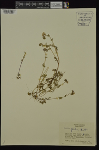 Phacelia glabra image