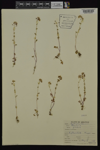 Phacelia glabra image