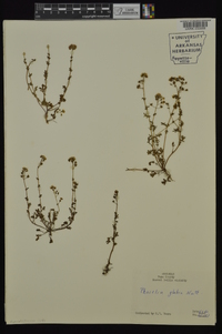 Phacelia glabra image