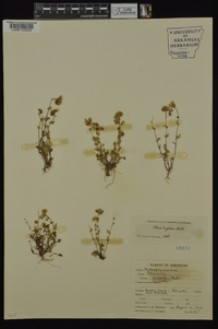 Phacelia glabra image