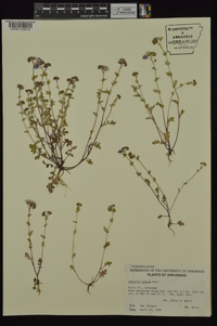 Phacelia glabra image