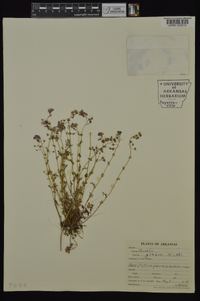 Phacelia glabra image