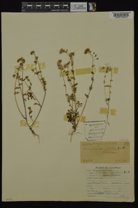 Phacelia glabra image