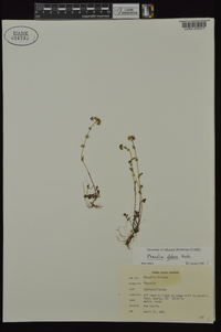 Phacelia glabra image