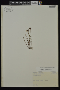 Phacelia glabra image