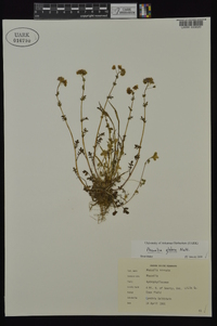 Phacelia glabra image