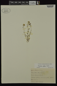 Phacelia glabra image