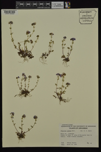 Phacelia glabra image