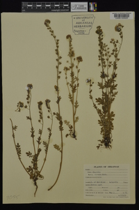 Phacelia hirsuta image