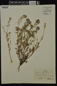 Phacelia hirsuta image