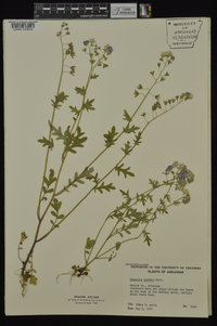 Phacelia hirsuta image