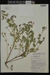 Phacelia hirsuta image