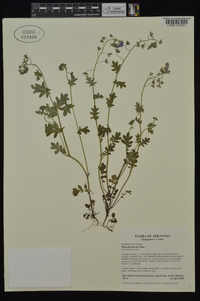 Phacelia hirsuta image