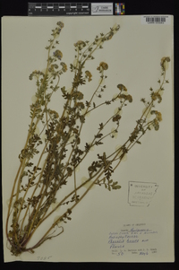 Phacelia hirsuta image