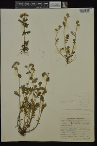 Phacelia hirsuta image