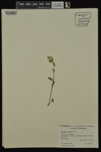 Phacelia hirsuta image