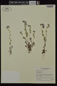 Phacelia hirsuta image