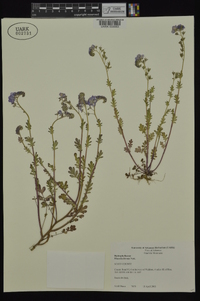 Phacelia hirsuta image