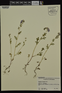 Phacelia hirsuta image