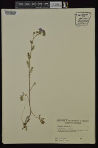 Phacelia hirsuta image