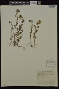 Phacelia hirsuta image