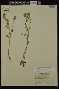 Phacelia hirsuta image