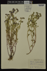 Phacelia hirsuta image