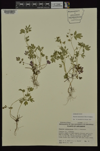 Phacelia ranunculacea image