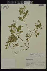 Phacelia ranunculacea image