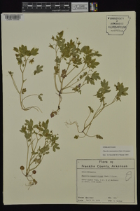 Phacelia ranunculacea image