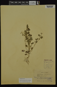 Phacelia ranunculacea image