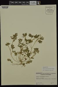 Phacelia ranunculacea image