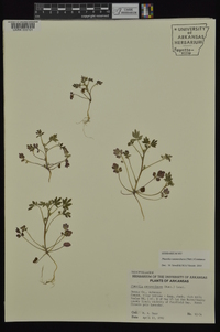 Phacelia ranunculacea image