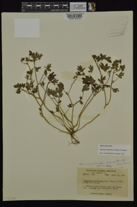 Phacelia ranunculacea image