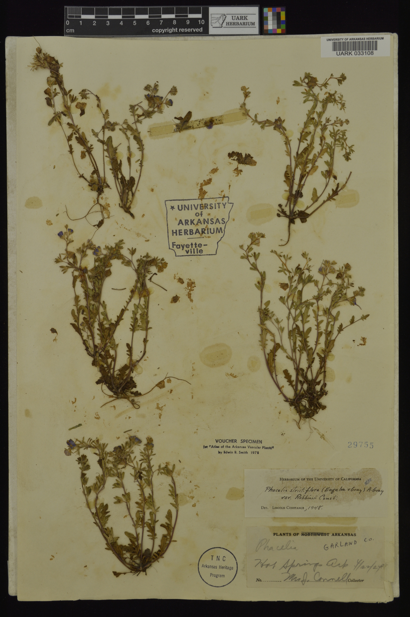 Phacelia strictiflora image