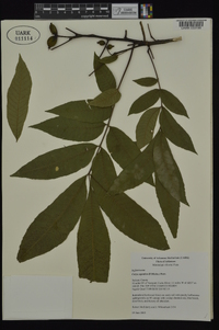 Carya aquatica image