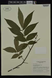 Carya aquatica image
